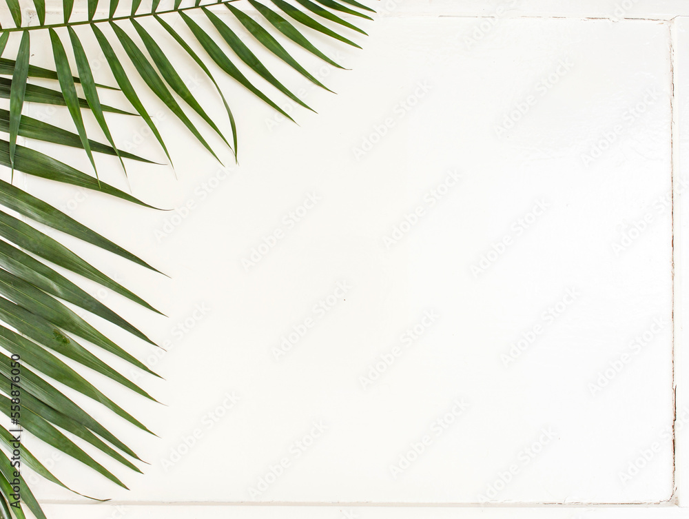 Fototapeta premium areca palm leaves on white background