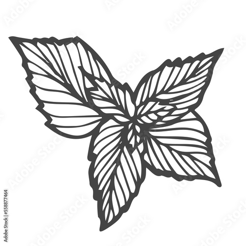 Mint. Hand drawn mint plant and leaves isolated on white. Herbal vector illustration
