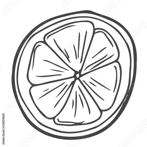 Lemon round slice line icon vector illustration. Hand drawn outline one citrus piece of circle shape with segments inside, slice of fresh sour lemon fruit with vitamin C