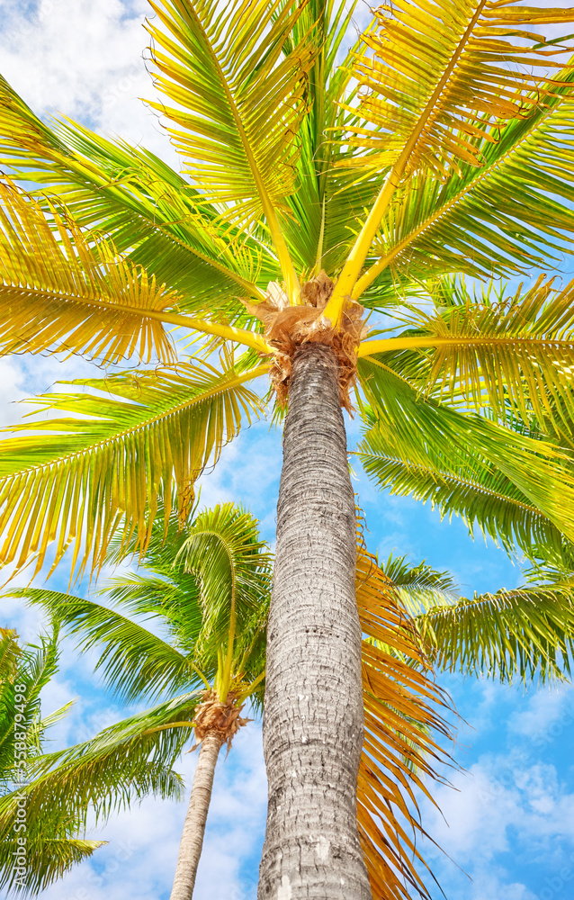 Obraz premium Coconut palm trees against the sky, bottom view, Yucatan Peninsula, Mexico.