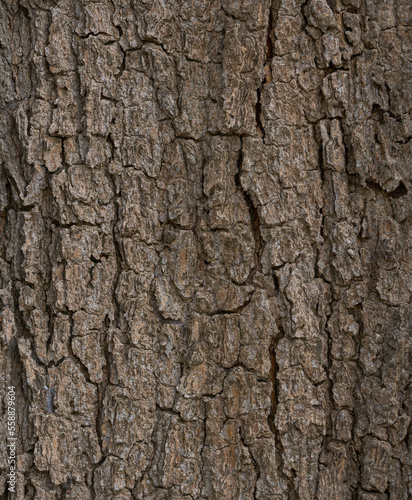 Bark tree texture blank for design.