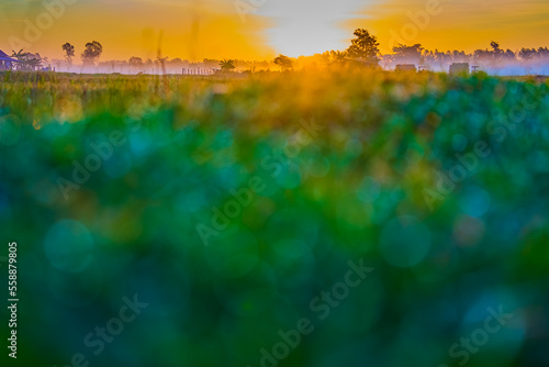 Peaceful natural in morning of the countryside