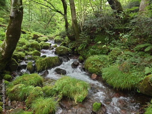 stream in the forest