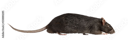 Cute dark brown pet rat, walking side ways. Looking ahead away from camera with beady eyes. Isolated cutout on a transparent background. photo