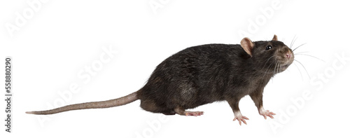Cute dark brown pet rat, standing side ways. Looking towards camera with beady eyes. Isolated cutout on a transparent background.