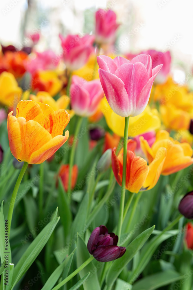 Field of tulip flowers in Gulhane park (Istanbul, Turkey) in springtime. Nature floral backgound. Orange, pink and butterscotch colour. Vertical, close up view Field of tulip flowers in Gulhane park (Istanbul, Turkey) in springtime. Nature floral backgound. Orange, pink and butterscotch colour. Vertical, close up view
