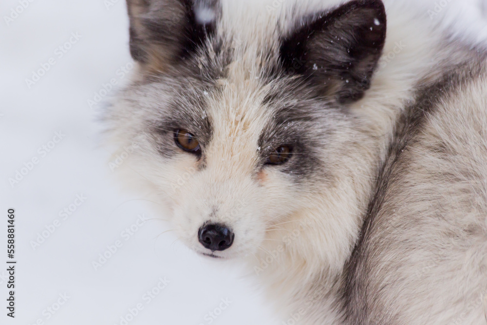 Naklejka premium Fox and Snow