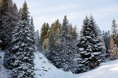 Snowy trees and fir trees in the mountains on a sunny winter day