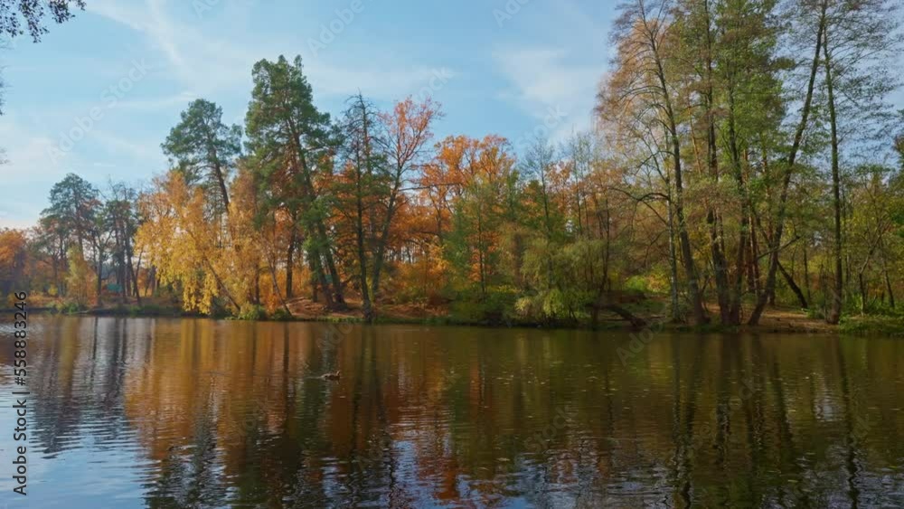 beautiful landscape in autumn sunny day duck on lake surrounded bright colored forest beautiful landscape in autumn sunny day duck on lake surrounded bright colored forest