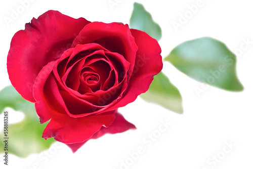 A single red rose for valentines day symbolising love and romance isolated against a transparent background.