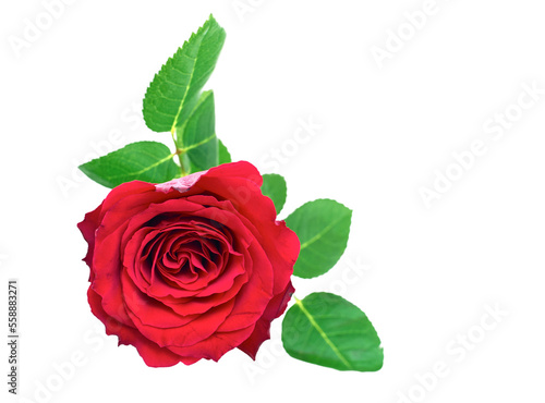 A single red rose for valentines day symbolising love and romance isolated against a transparent background.