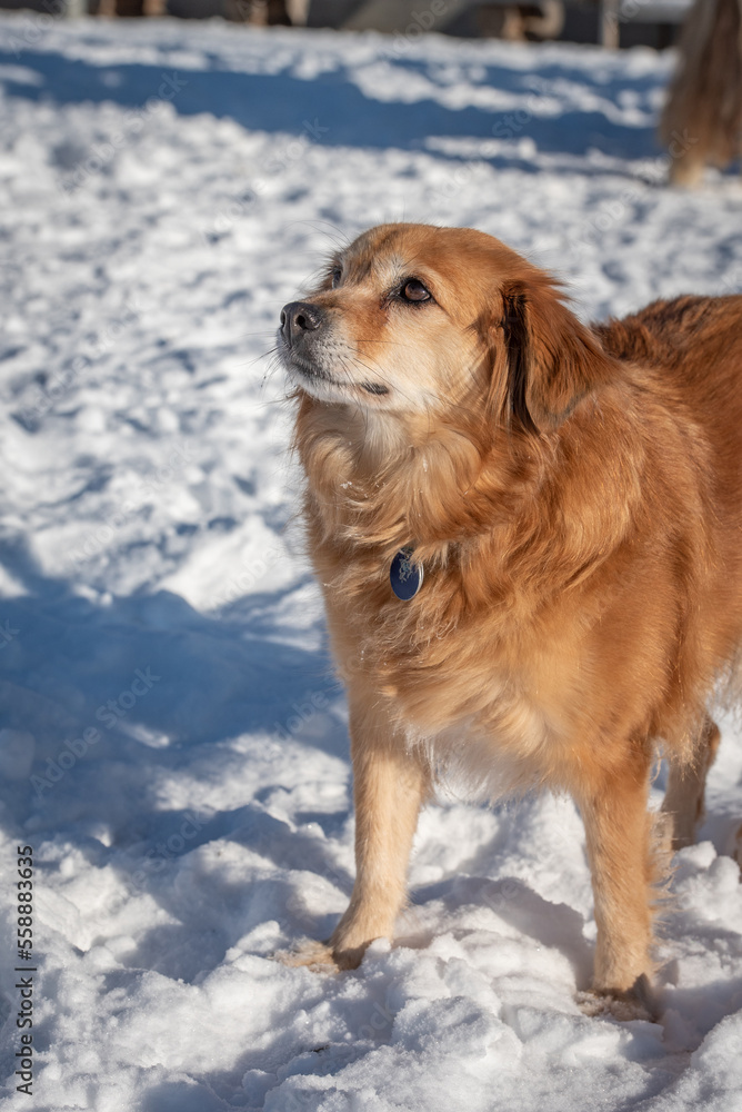Hund Hund