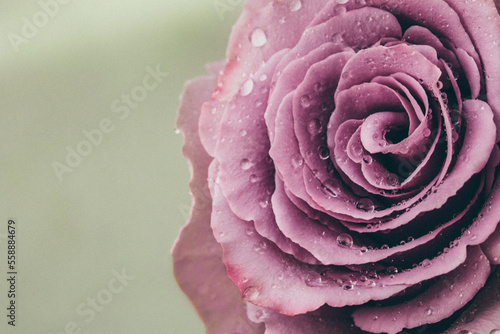 Close-up of wet pink rose flower photo