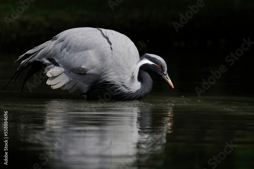 Close-up of demoiselle crane swimming in lake during night photo