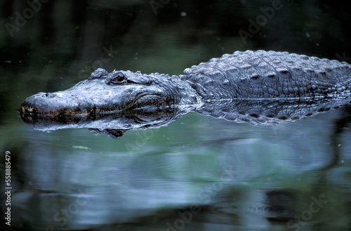 Mississippi- Alligator (Alligator mississippiensis) Alligator Farm, St. Augustine, Florida, USA photo