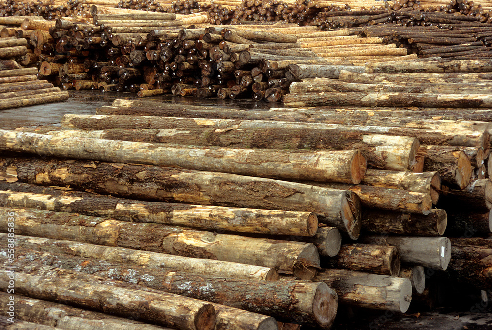 Piles of old growth logs in a timber yard in Chehalis Washington Piles of old growth logs in a timber yard in Chehalis Washington