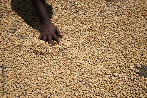 Hand stirring up coffee beans drying in the sun