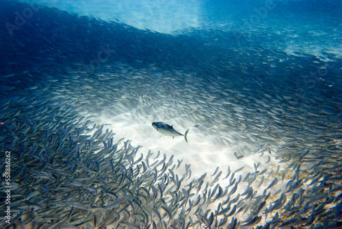underwater picture of school of bait fish at Waimea Bay, on the north shore of Oahu, Hawaii photo