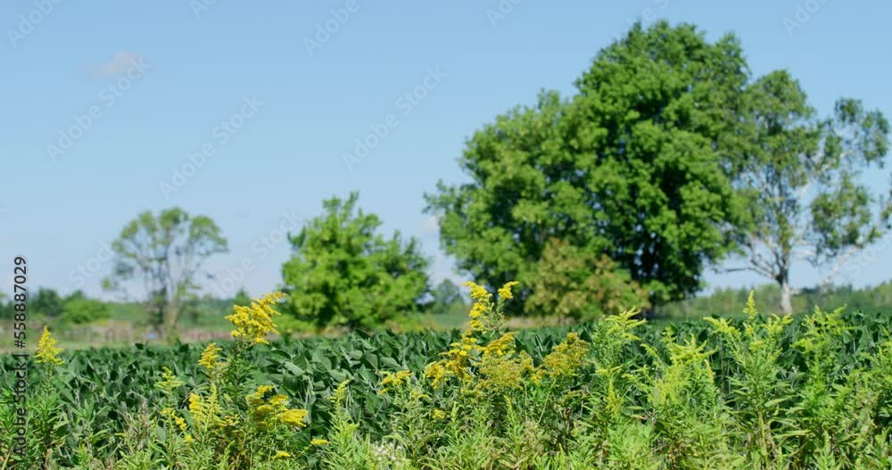 Agricultural corn field on Wisconsin farmland blowing in the wind, distant trees in background. Agricultural corn field on Wisconsin farmland blowing in the wind, distant trees in background.