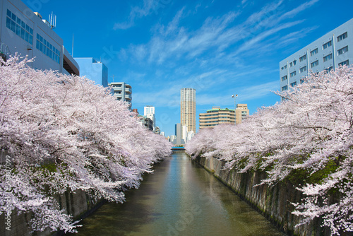 Photography Cherry Blossoms along Meguro River
