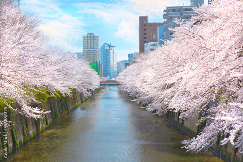 Slika na platnu Cherry Blossoms along Meguro River
