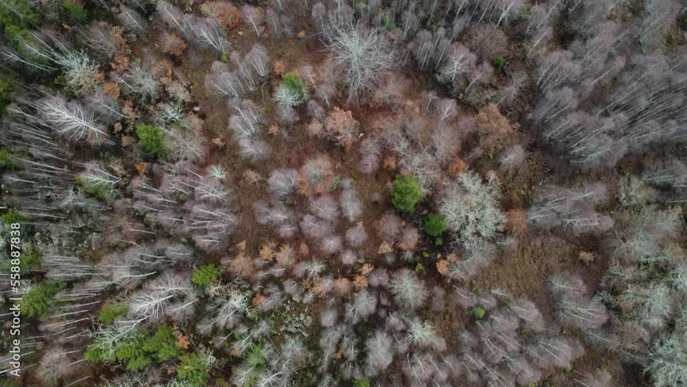 Epic landscape from above with a view looking down over a Scandinavian forest and a small road during late autumn. Epic landscape from above with a view looking down over a Scandinavian forest and a small road during late autumn.