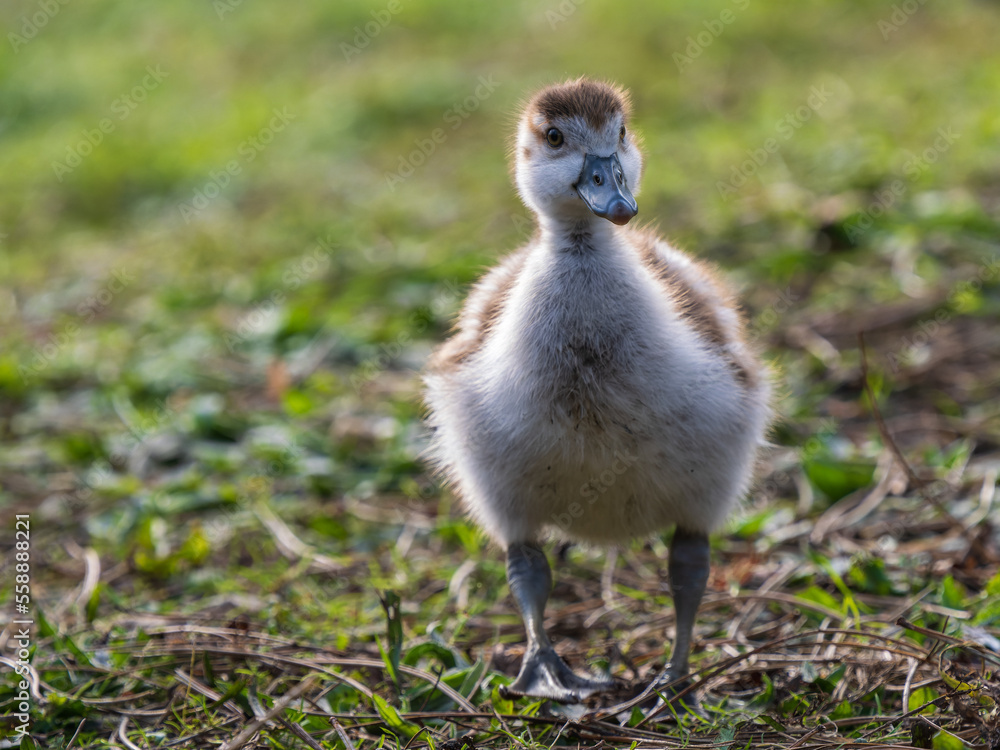 Egyptian Goose Gosling Egyptian Goose Gosling