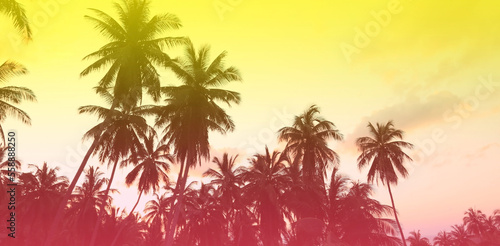Fototapeta Naklejka Na Ścianę i Meble -  The banner of Summer colorful theme with palm trees background as texture frame background