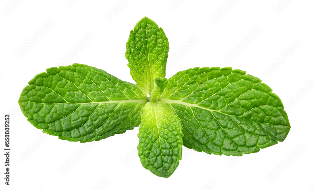 Fresh mint on transparent background. png file Fresh mint on transparent background. png file
