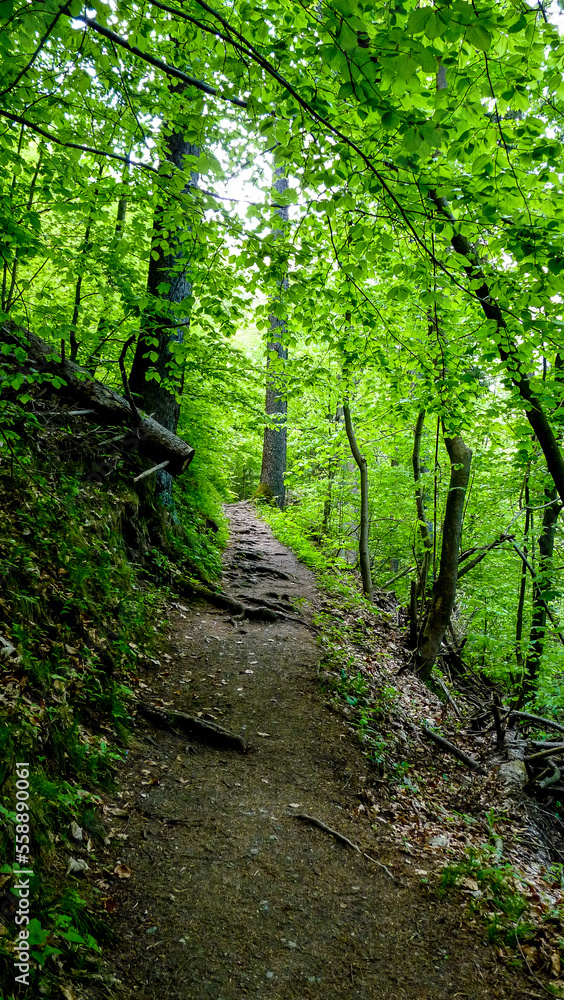 Obraz premium Austria, Salzburg, a tree in a forest