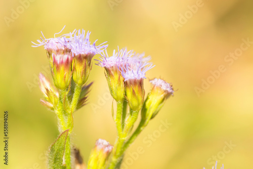 Flor pequena cor de rosa. S  o Paulo  Brasil. 