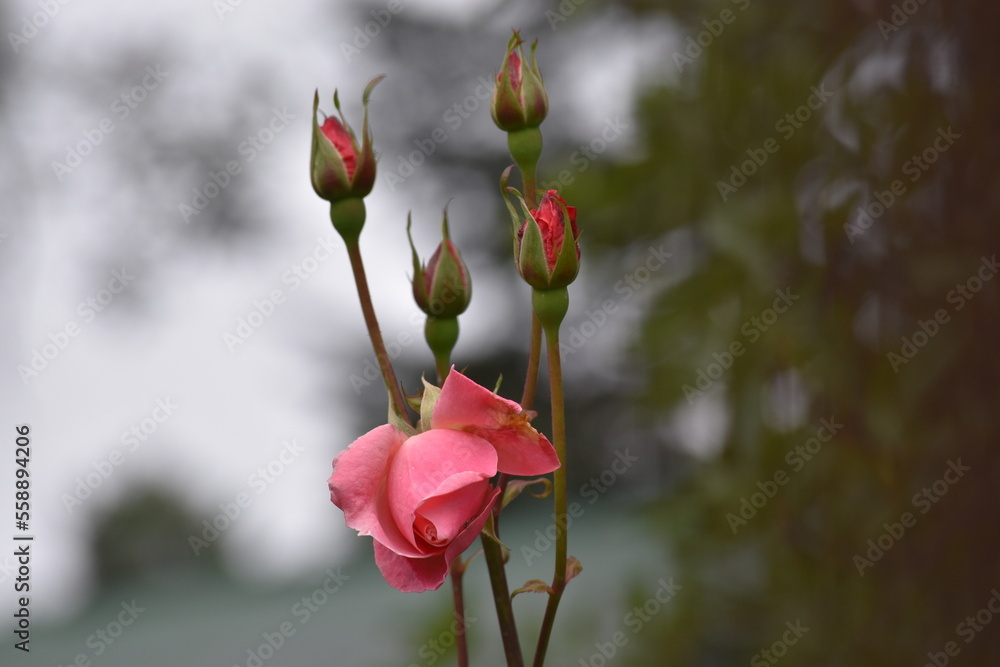 Different flowers. Different flowers.