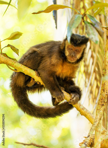 Macaco prego com filhote nas costas sobre galho, espécie comum na Mata Atlântica Brasileira. São Paulo, Brasil. photo