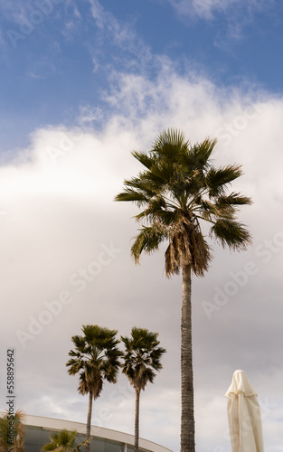 palm trees on the beach of Valencia, spain
