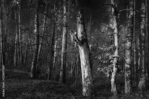 Les arbres du Parc de la Lére en noir et blanc 