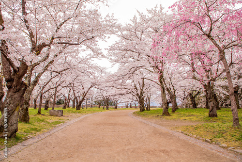 岩手県盛岡市・盛岡城跡公園の桜