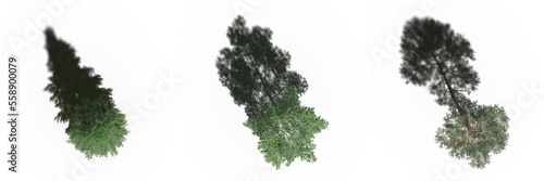 tree with a shadow under it, top view, isolated on white background, 3D illustration, cg render