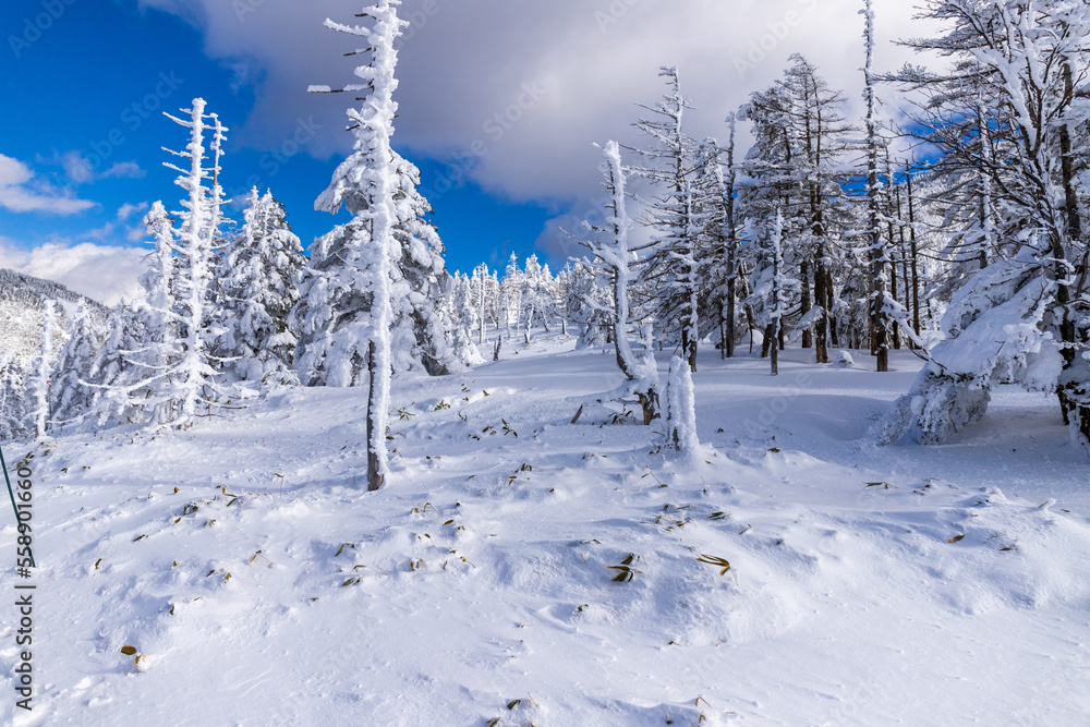 Obraz premium 雪の北八ヶ岳 縞枯山スノーハイク