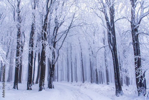 Frozen forest covered with snow, freezing after
