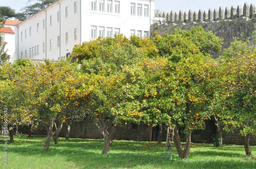 Orange orchard in Porto