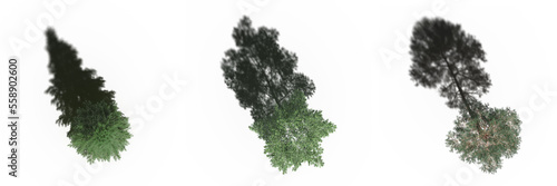 tree with a shadow under it  top view  isolate on a transparent background  3d illustration