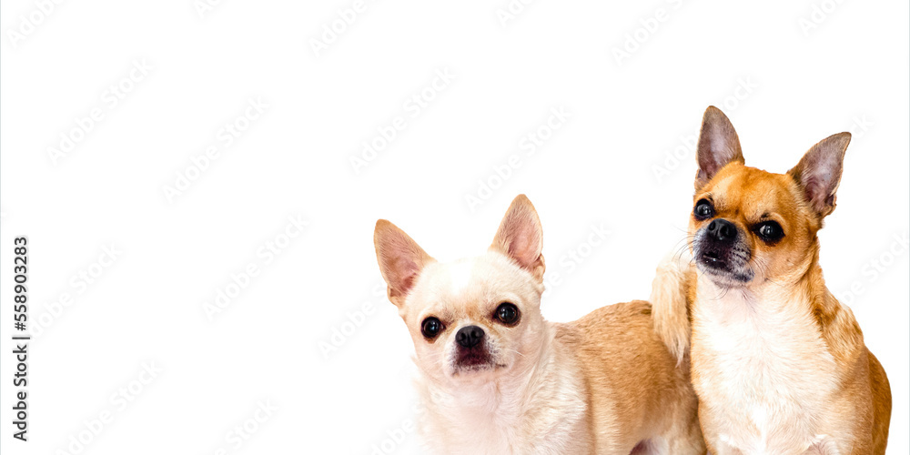 chihuahua dogs on white background
