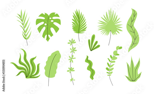 Set of green abstract exotic plants and leaves. Flat vector floral collection