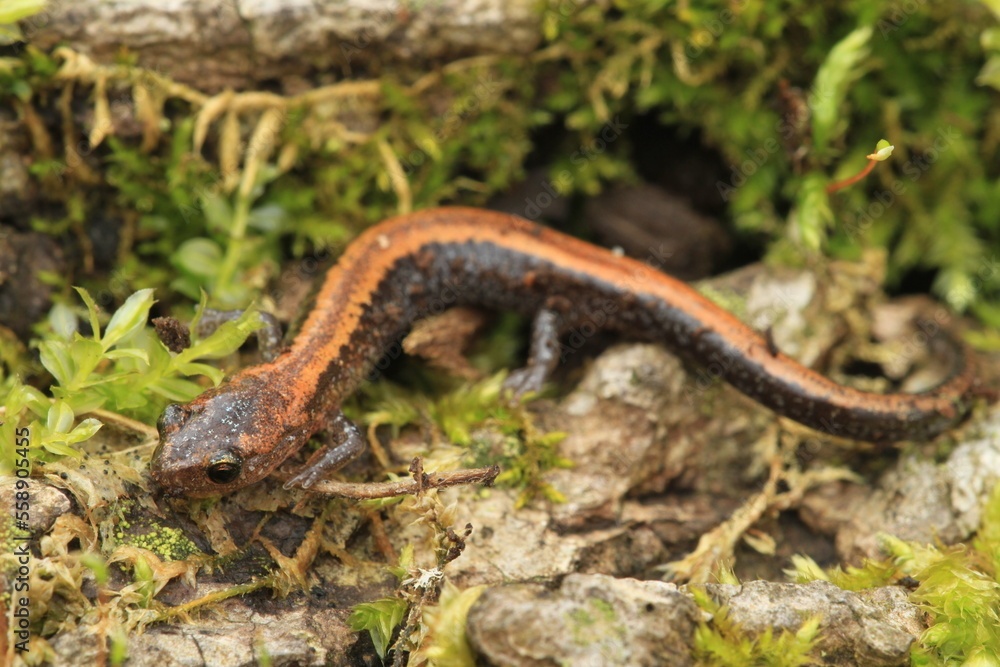 Red backed salamander (Plethodon cinereus) Red backed salamander (Plethodon cinereus)