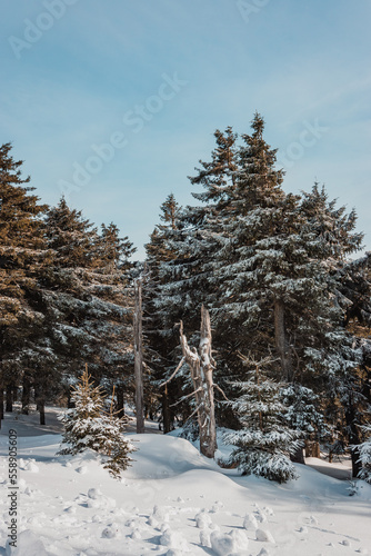 Wallpaper Mural Nadelwald im Winter mit Schnee und blauen Himmel.  Torontodigital.ca