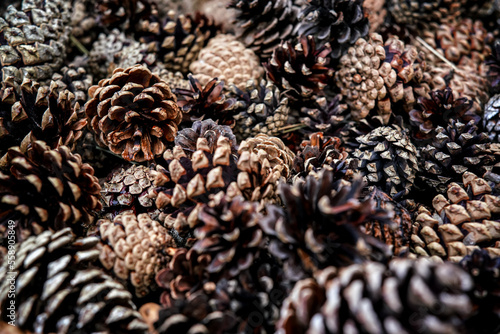 Pile of different coniferous pine trees cones, used as decoration - abstract closeup detail