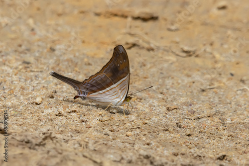 butterfly on the ground