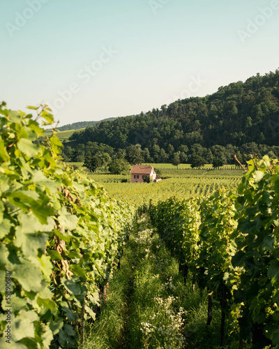 Vineyard taking the sun in Alsace.Wine region in France.Breathtaking landscape with hills filled with vines in golden light. Nice view of the vineyard countryside. Alsatian vineyard.Vineyard row