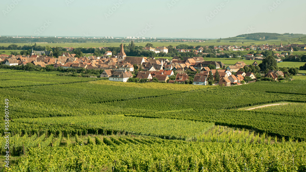 Vineyard taking the sun in Alsace.Wine region in France.Breathtaking landscape with hills filled with vines in golden light. Nice view of the vineyard countryside. Alsatian vineyard.Vineyard row