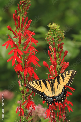 Eastern tiger swallowtail female (papilio glaucus) on cardinal flower (Lobelia cardinalis)
